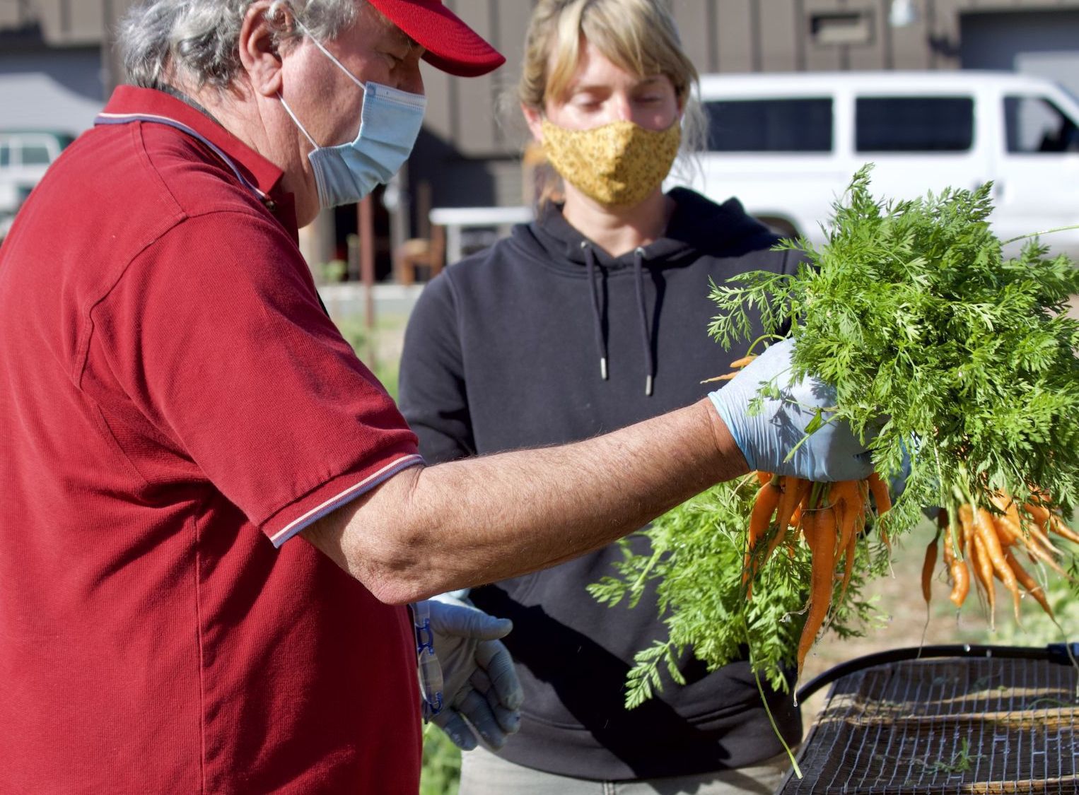 Harvesting carrots, St. Helena Montessori School